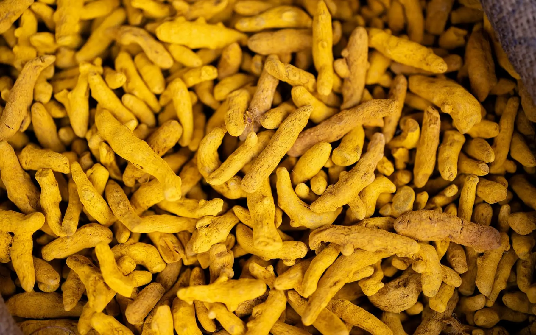 Alleppey finger — Turmeric exported by GoodBiz Agri