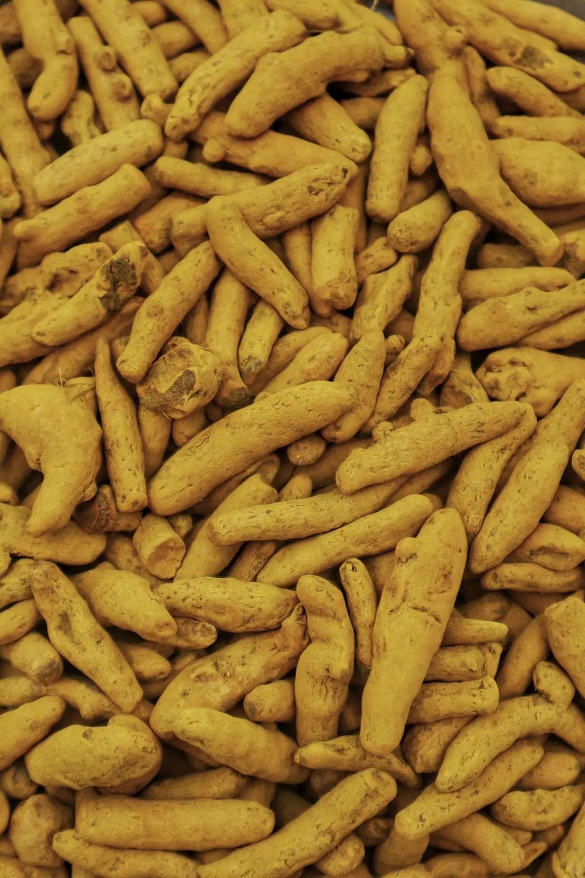 Erode dried finger — Turmeric exported by GoodBiz Agri