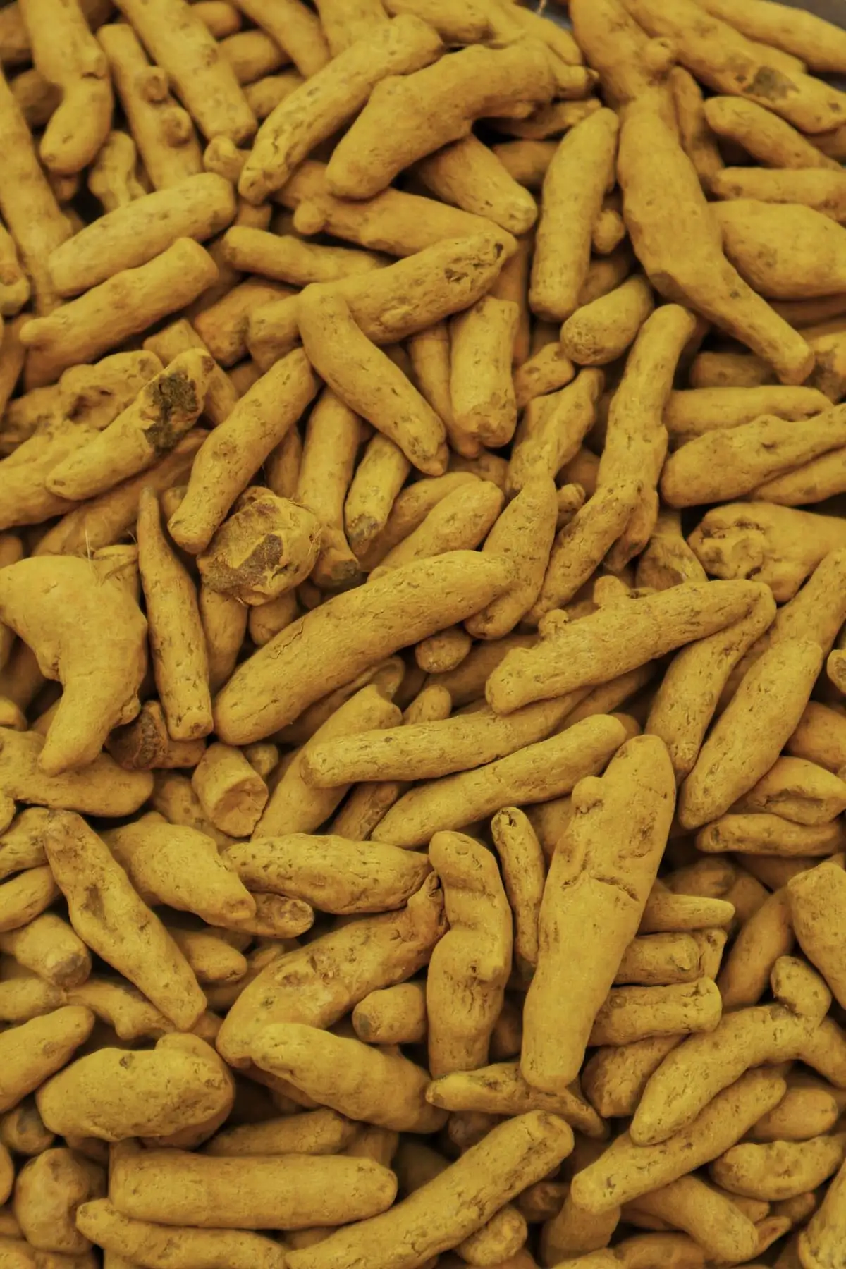 Erode dried finger — Turmeric exported by GoodBiz Agri