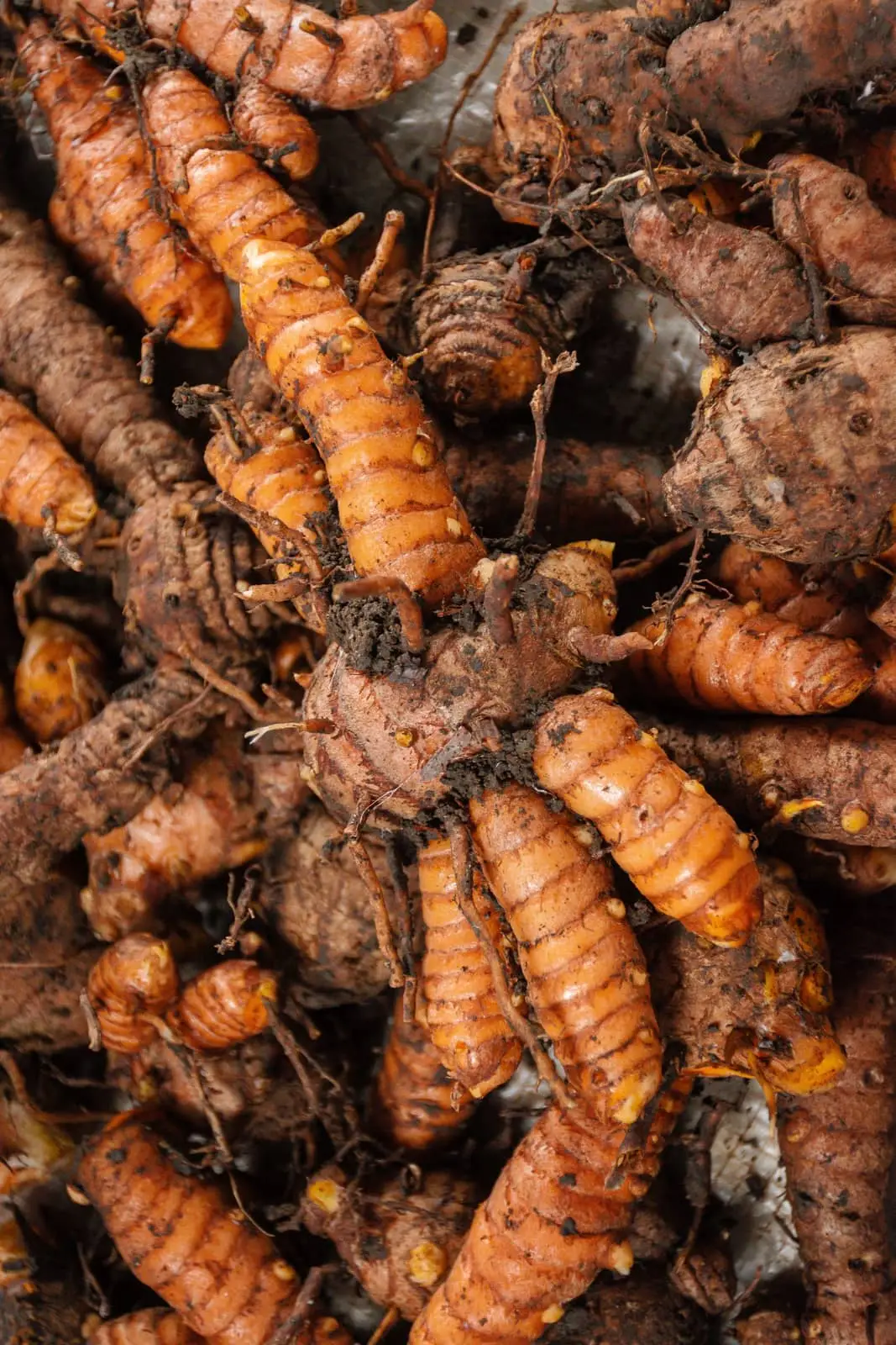 Fresh turmeric — Turmeric exported by GoodBiz Agri
