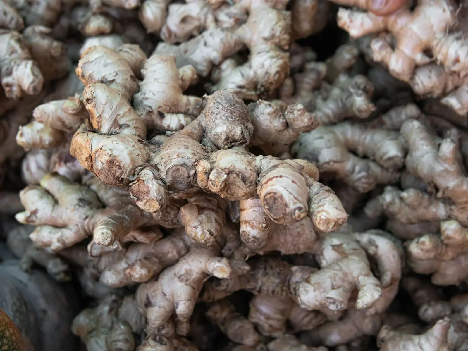 Ginger for export from India: Wayanad, Kodagu and Hassan — the Western Ghats ginger belt
