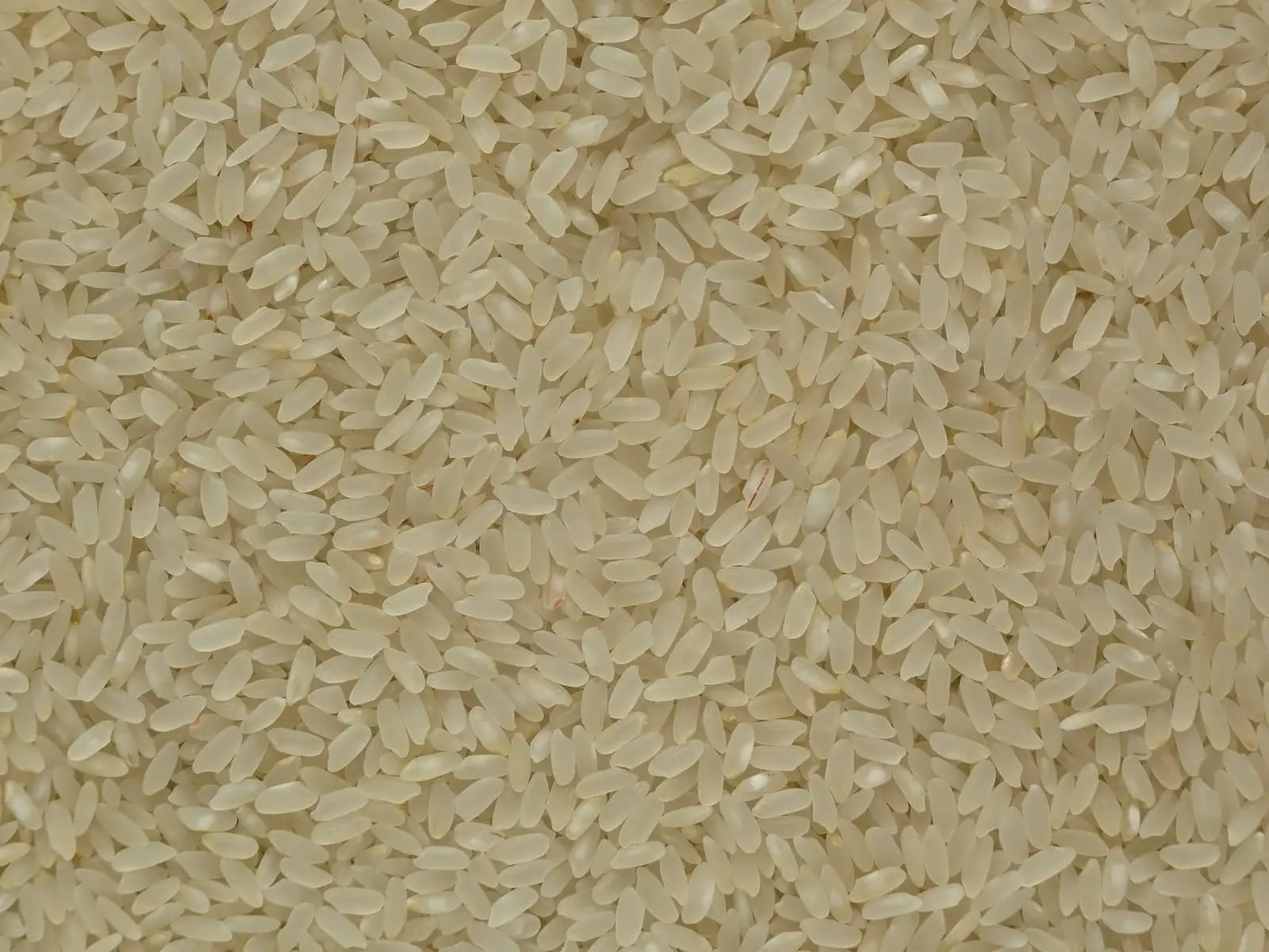 Non-Basmati Rice for export from India: Godavari delta, Nellore and Raichur mills