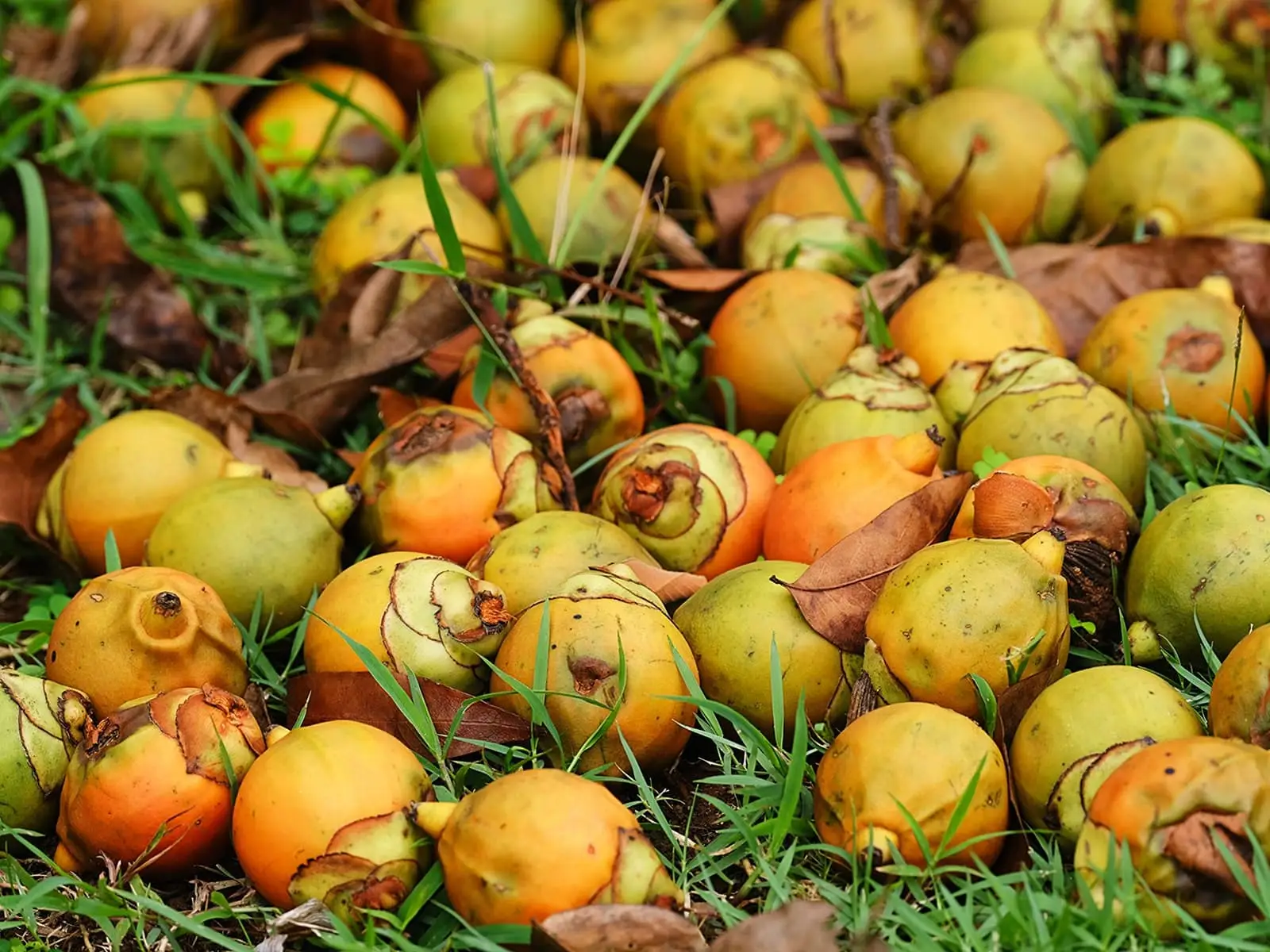 Arecanut for export from India: Shivamogga, Dakshina Kannada and Kasaragod