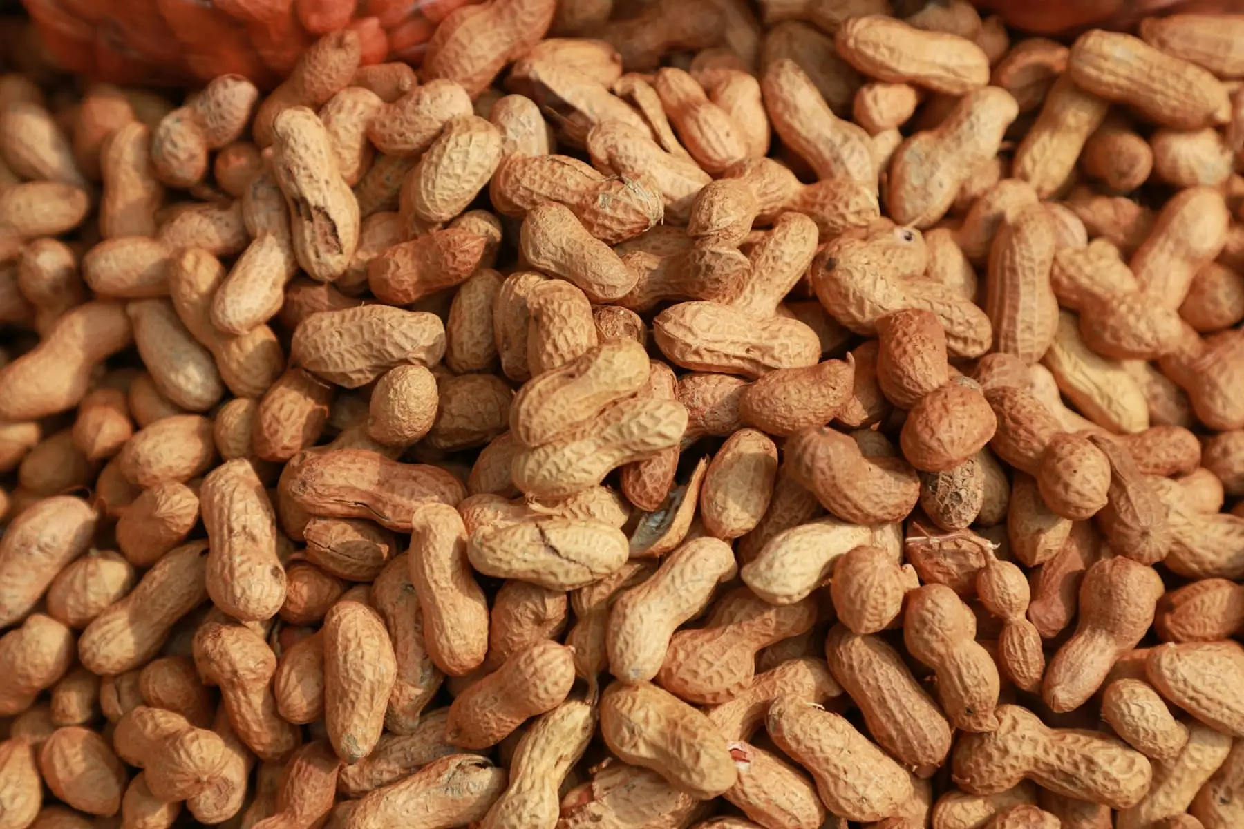 Java (Spanish) — Groundnuts exported by GoodBiz Agri