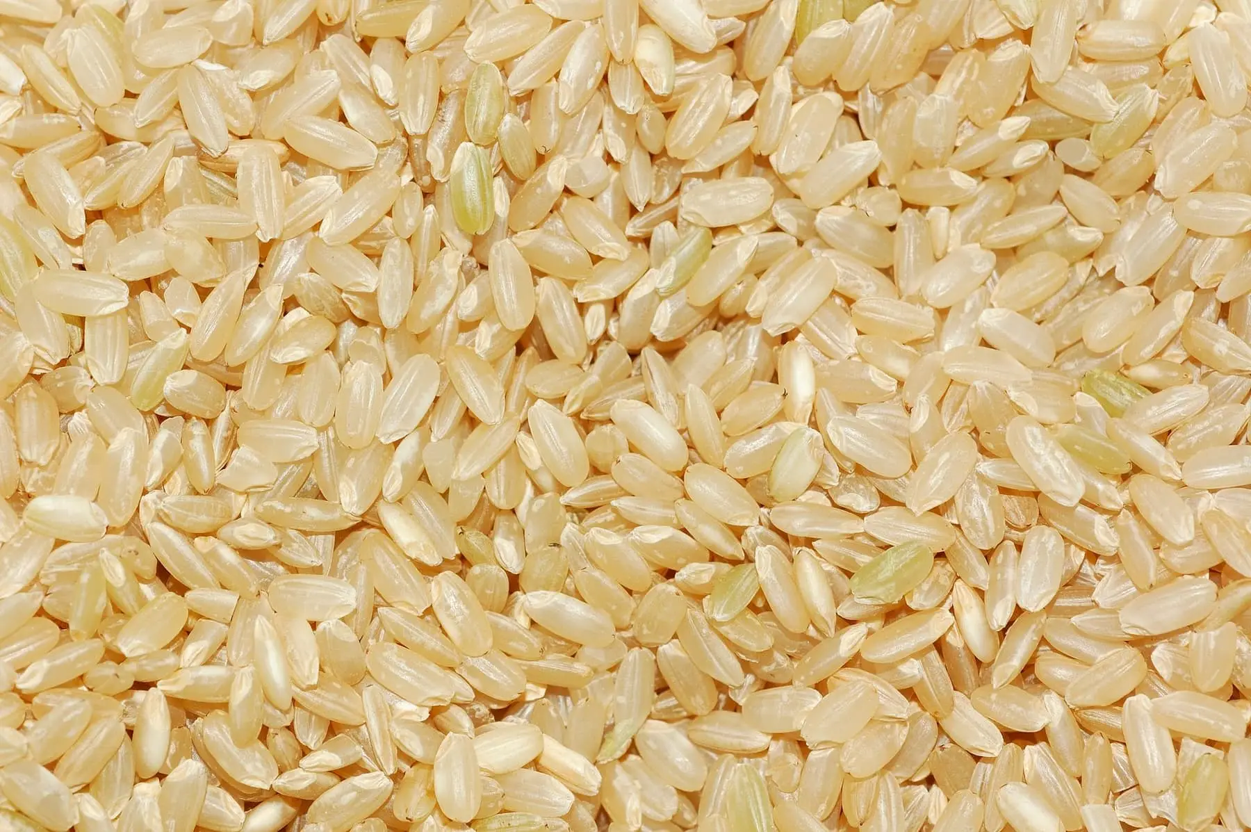 Kerala Matta — Südindischer Reis, exportiert von GoodBiz Agri