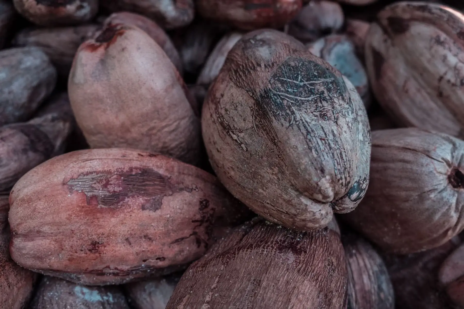 كوبرا العصر — جوز الهند والكوبرا تصدّره GoodBiz Agri