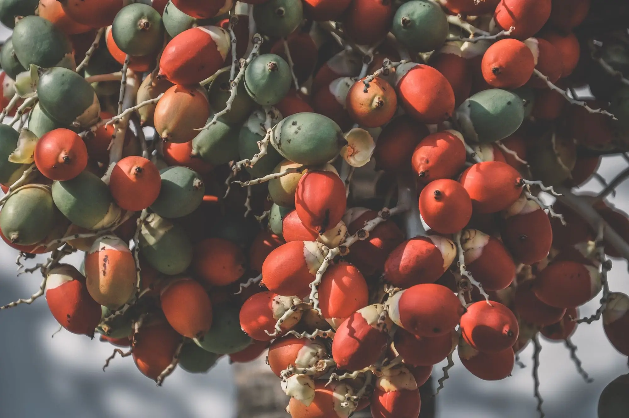 Red (kempu) — api and bette — Arecanut exported by GoodBiz Agri