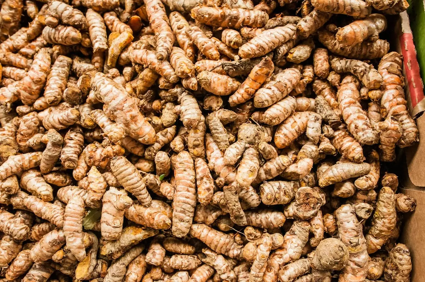 Salem bulb — Turmeric exported by GoodBiz Agri