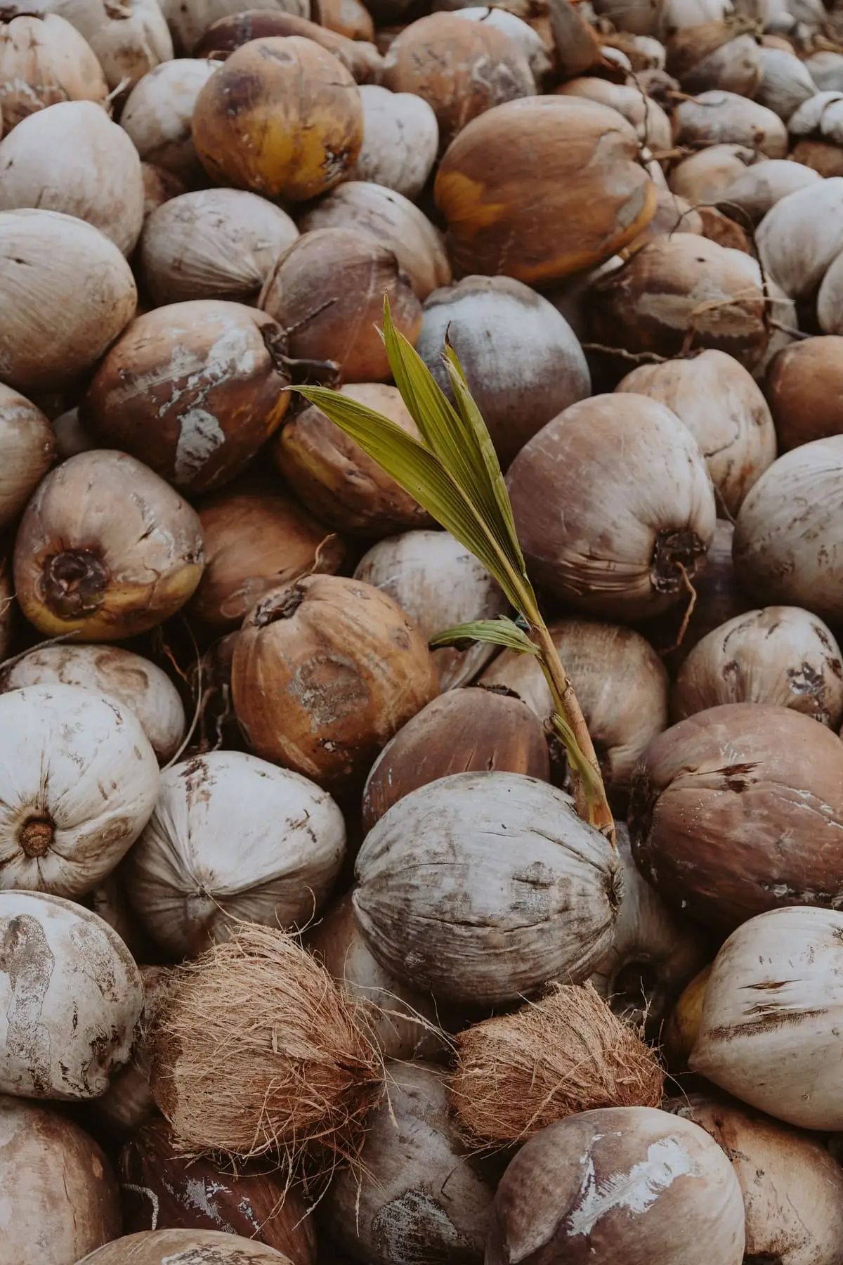 جوز هند نصف مقشَّر — جوز الهند والكوبرا تصدّره GoodBiz Agri