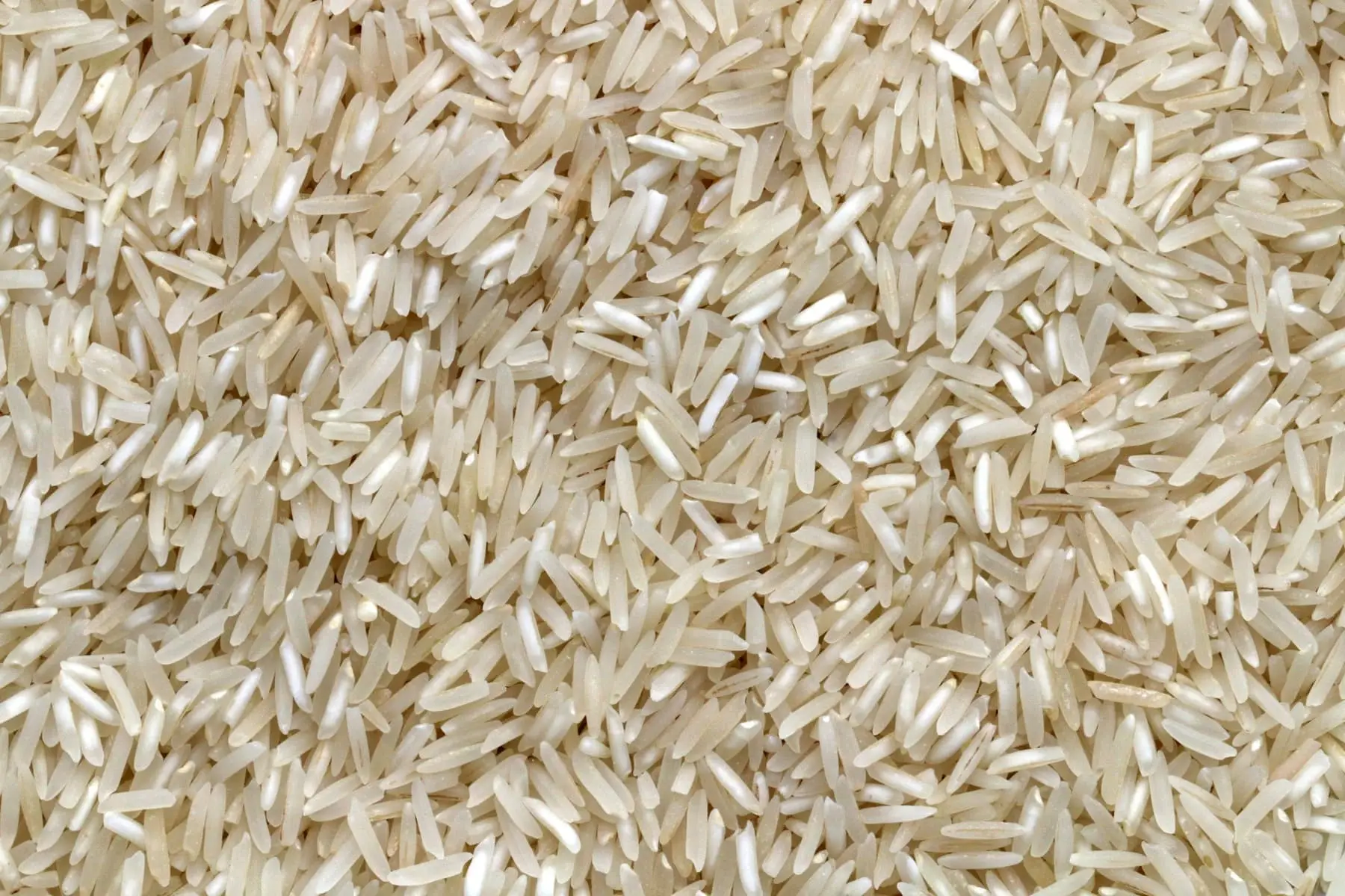 Swarna — Non-Basmati Rice exported by GoodBiz Agri