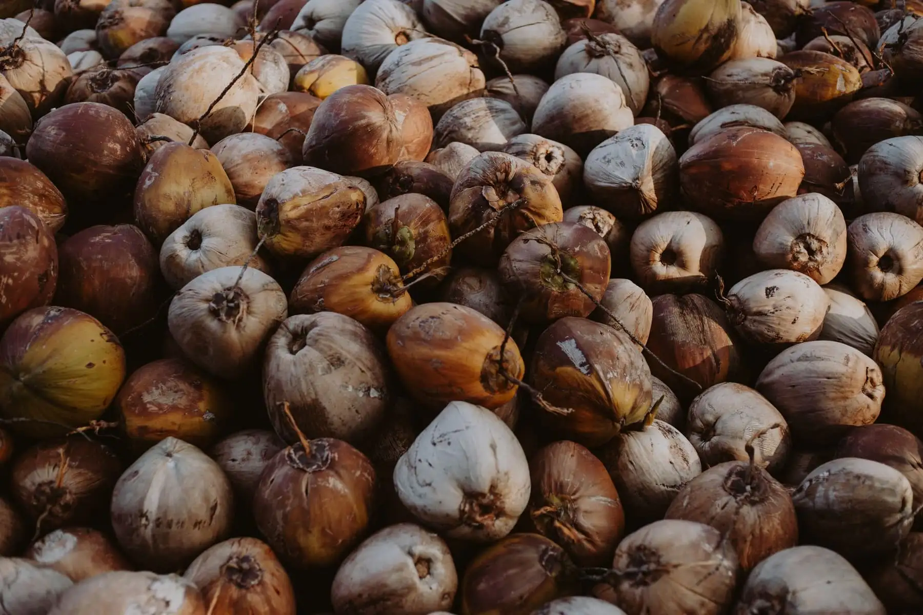 Tiptur ball copra — Coconut and Copra exported by GoodBiz Agri